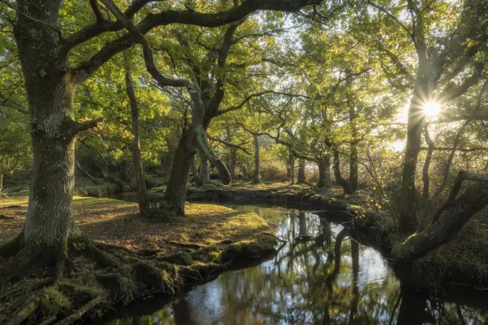 Framed Print : Early morning sunshine penetrates the deciduous woodland surrounding Ober Water near Framed Print : Early morning sunshine penetrates the deciduous woodland surrounding Ober Water near