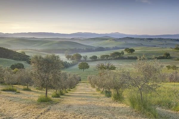 Early morning view across Val d Orcia from field of olive trees, UNESCO World Heritage Site