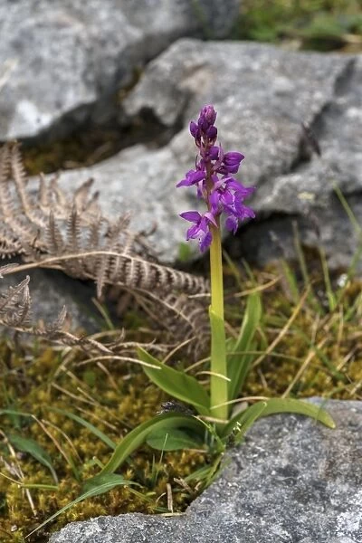 Early purple orchid, The Burren, County Clare, Munster, Republic of Ireland, Europe