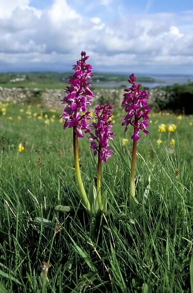 Early purple orchid (Orchis mascula), Arnside Knott, Heathwaite, Cumbria