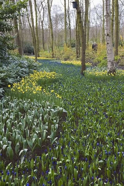 Early spring flowers, Keukenhof, park and gardens near Amsterdam, Netherlands, Europe