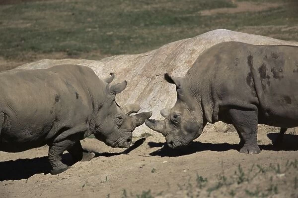 East African black rhinoceros (rhinos) sparring