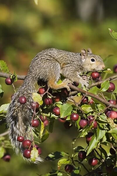 Eastern gray squirrel (Sciurus carolinensis) in a crab apple tree