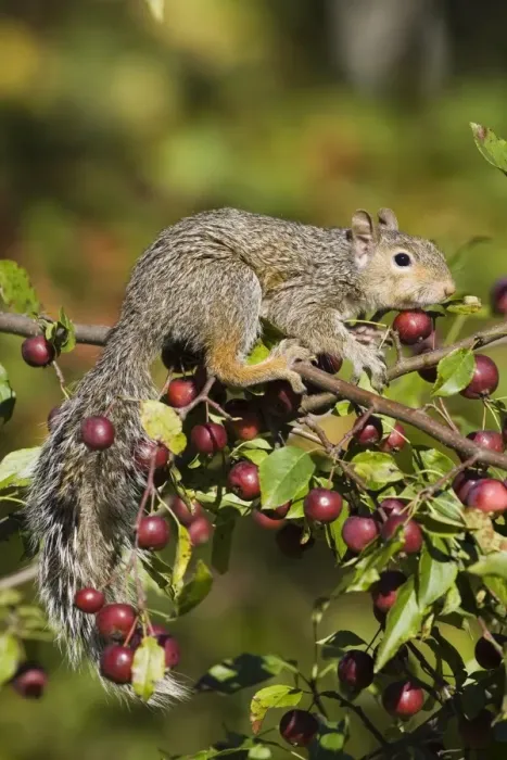 Framed Print : Eastern gray squirrel (Sciurus carolinensis) in a crab apple tree Framed Print : Eastern gray squirrel (Sciurus carolinensis) in a crab apple tree