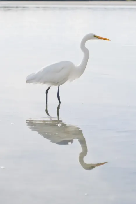 Framed Print : Eastern great egret (Ardea alba modesta), a white heron at Okarito Lagoon, West Coast, South Island, New Zealand, Pacific Framed Print : Eastern great egret (Ardea alba modesta), a white heron at Okarito Lagoon, West Coast, South Island, New Zealand, Pacific