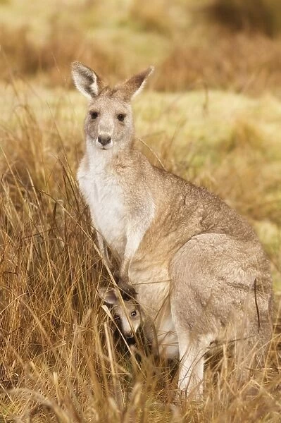 Eastern grey kangaroo and joey, Kosciuszko National Park, New South Wales