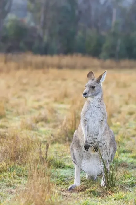 Framed Print : Eastern grey kangaroo, Kosciuszko National Park, New South Wales, Australia, Pacific Framed Print : Eastern grey kangaroo, Kosciuszko National Park, New South Wales, Australia, Pacific