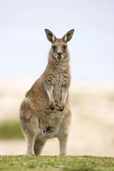 Eastern grey kangaroo (Macropus fuliginosus), Marramarang National Park