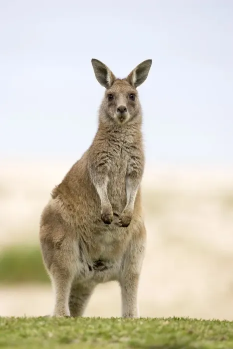 Framed Print : Eastern grey kangaroo (Macropus fuliginosus), Marramarang National Park Framed Print : Eastern grey kangaroo (Macropus fuliginosus), Marramarang National Park