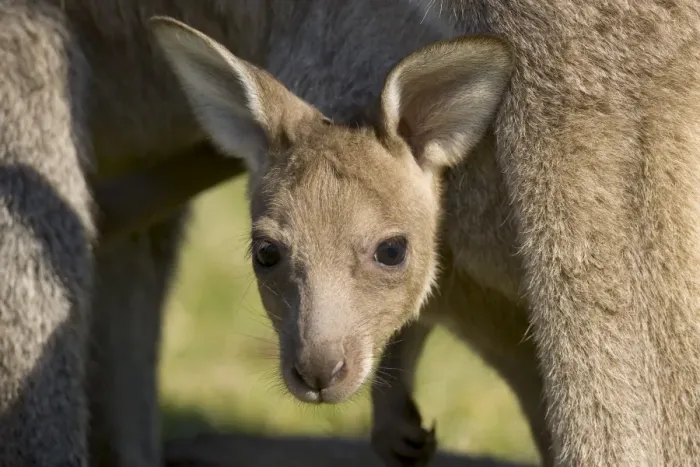 Framed Print : Eastern grey kangaroo (Macropus fuliginosus), Marramarang National Park Framed Print : Eastern grey kangaroo (Macropus fuliginosus), Marramarang National Park