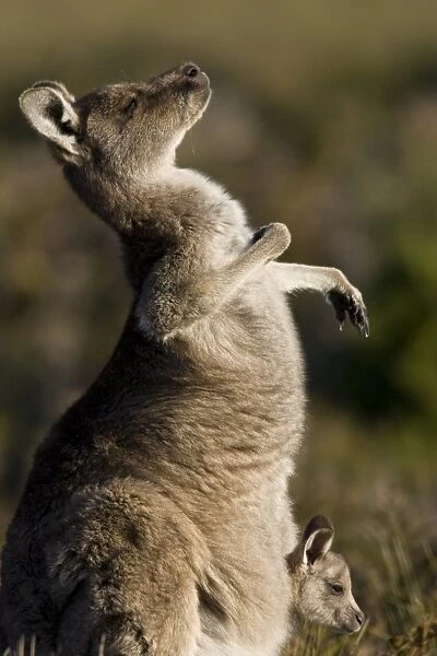 Eastern Grey Kangaroo, (Macropus giganteus), Wilsons Promontory, Victoria, Australia