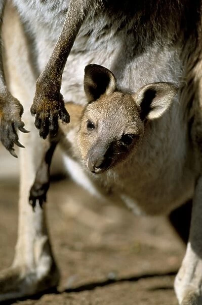 Eastern grey kangaroo (Macropus giganteus) joey in pouch, New South Wales