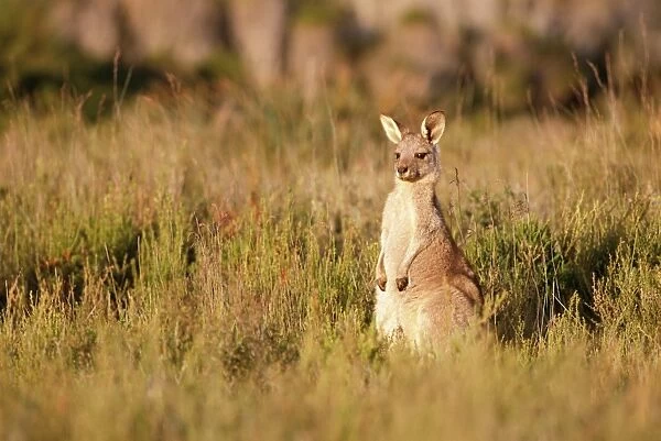 Eastern grey kangaroo, Macropus giganteus, Wilsons Promontory National Park