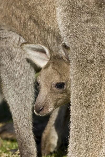 Eastern Grey Kangaroo, (Macropus giganteus), Pebbly Beach, Marramarang N
