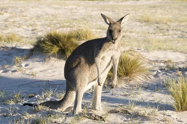 Eastern grey kangaroo (Macropus giganteus) on beach at sunrise, Ben Boyd National Park