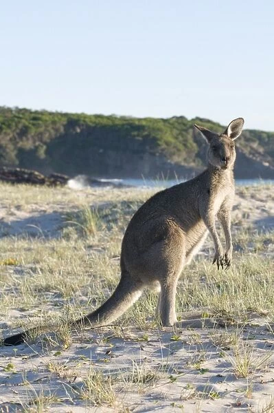 Eastern grey kangaroo (Macropus giganteus) on beach at sunrise, Ben Boyd National Park