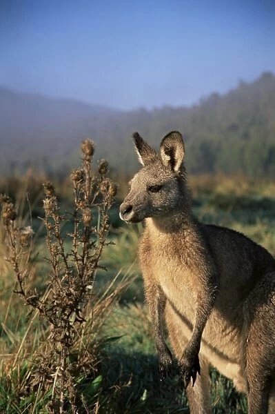 Eastern grey kangaroo, New South Wales, Australia, Pacific