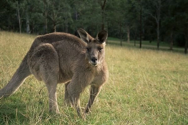 Eastern grey kangaroo, New South Wales, Australia, Pacific