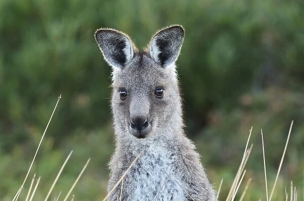 Eastern grey kangaroo, Wilsons Promontory National Park, Victoria, Australia, Pacific