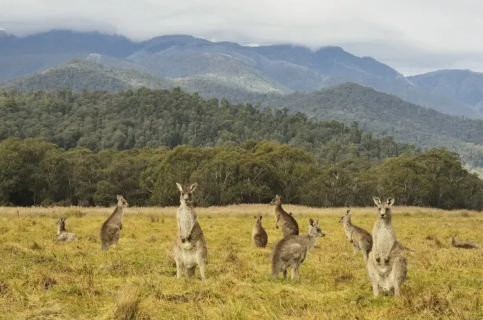 Framed Print : Eastern grey kangaroos, Geehi, Kosciuszko National Park, New South Wales Framed Print : Eastern grey kangaroos, Geehi, Kosciuszko National Park, New South Wales