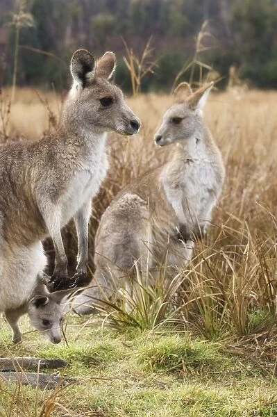 Eastern grey kangaroos, Kosciuszko National Park, New South Wales, Australia, Pacific