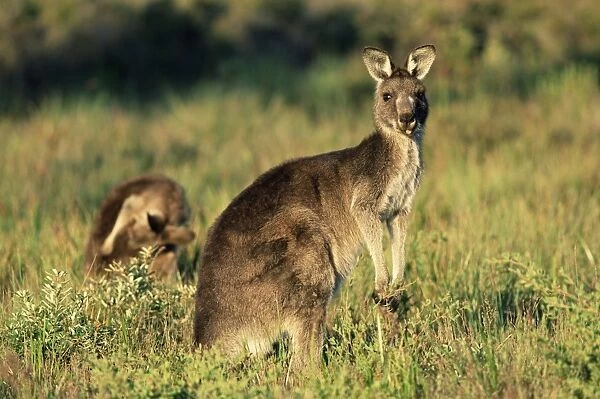 Eastern grey kangaroos, Macropus giganteus, Wilsons Promontory National Park