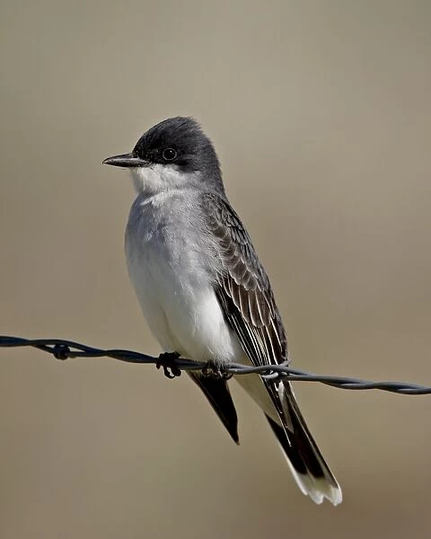 Eastern kingbird (Tyrannus tyrannus), Pawnee National Grassland, Colorado