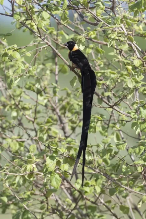 Framed Print : An eastern Paradise Whydah (Vidua paradisaea), breeding male, on a branch, Tsavo Framed Print : An eastern Paradise Whydah (Vidua paradisaea), breeding male, on a branch, Tsavo