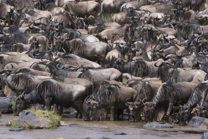 Framed Print : Eastern white-bearded wildebeest (Connochaetes taurinus), on the Mara River bank Framed Print : Eastern white-bearded wildebeest (Connochaetes taurinus), on the Mara River bank