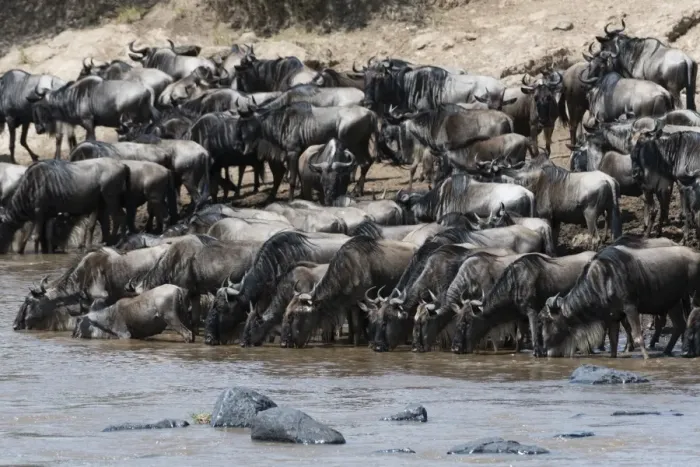 Framed Print : Eastern white-bearded wildebeest (Connochaetes taurinus albojubatus) on the Mara River bank Framed Print : Eastern white-bearded wildebeest (Connochaetes taurinus albojubatus) on the Mara River bank