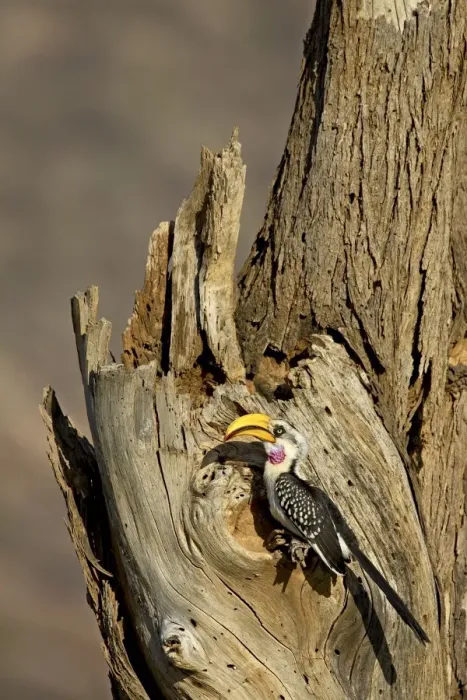 Framed Print : Eastern yellow-billed hornbill (Tockus flavirostris) at its nest, Samburu National Reserve Framed Print : Eastern yellow-billed hornbill (Tockus flavirostris) at its nest, Samburu National Reserve