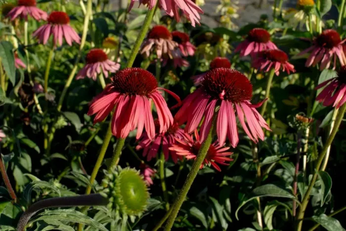 Framed Print : Echinacea, the purple coneflower, one of the best blood purifiers Framed Print : Echinacea, the purple coneflower, one of the best blood purifiers