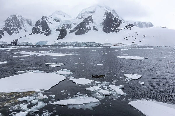 Ecotype Big B killer whale (Orcinus orca), surfacing amongst ice floes in Lemaire Channel