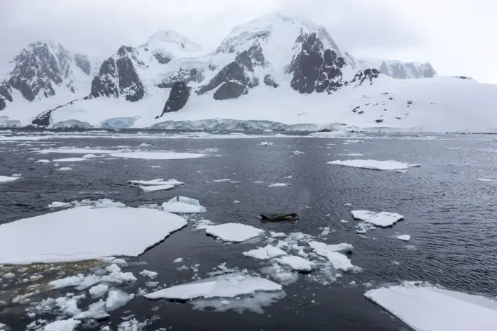 Framed Print : Ecotype Big B killer whale (Orcinus orca), surfacing amongst ice floes in Lemaire Channel Framed Print : Ecotype Big B killer whale (Orcinus orca), surfacing amongst ice floes in Lemaire Channel