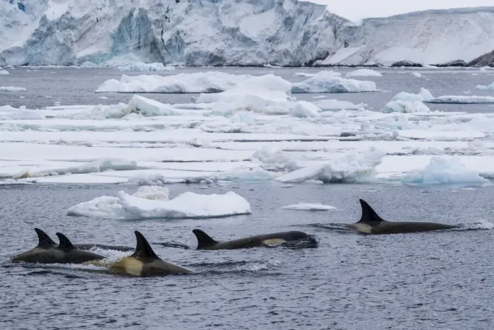 Framed Print : Ecotype Big B killer whales (Orcinus orca), surfacing amongst ice floes in the Lemaire Framed Print : Ecotype Big B killer whales (Orcinus orca), surfacing amongst ice floes in the Lemaire