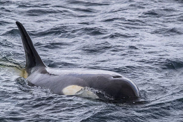 Ecotype Little B killer whale (Orcinus orca), surfacing in the Gerlache Strait