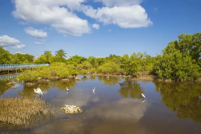 Framed Print : Egret in mangroves, Playa Pesquero, Holguin Province, Cuba, West Indies, Caribbean Framed Print : Egret in mangroves, Playa Pesquero, Holguin Province, Cuba, West Indies, Caribbean
