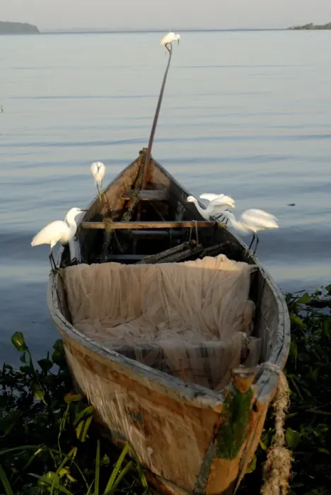 Framed Print : Egrets, Bugala Island, Lake Victoria, Uganda, East Africa, Africa