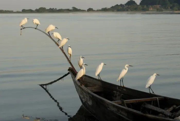 Framed Print : Egrets, Bugala Island, Lake Victoria, Uganda, East Africa, Africa Framed Print : Egrets, Bugala Island, Lake Victoria, Uganda, East Africa, Africa