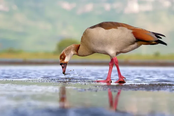 Framed Print : Egyptian goose (Alopochen aegyptiaca) in a pond, Kwazulu Natal Province, South Africa, Africa Framed Print : Egyptian goose (Alopochen aegyptiaca) in a pond, Kwazulu Natal Province, South Africa, Africa