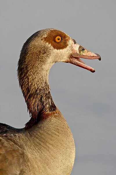 Egyptian Goose (Alopochen aegyptiacus), Kruger National Park, South Africa, Africa