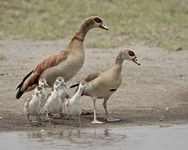 Egyptian goose (Alopochen aegyptiacus) adults and chicks, Serengeti National Park