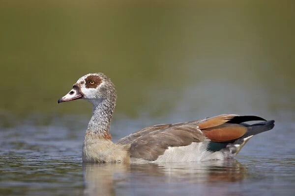 Egyptian goose (Alopochen aegyptiacus), Kruger National Park, South Africa, Africa