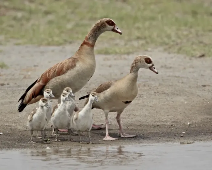 Framed Print : Egyptian goose (Alopochen aegyptiacus) adults and chicks, Serengeti National Park Framed Print : Egyptian goose (Alopochen aegyptiacus) adults and chicks, Serengeti National Park