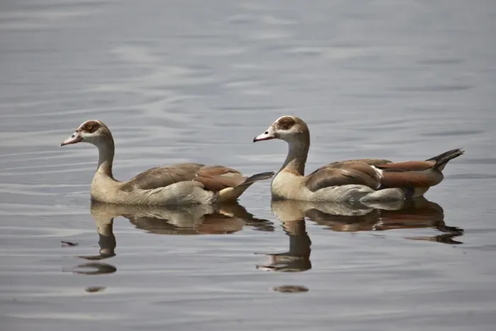 Framed Print : Egyptian goose (Alopochen aegyptiacus) pair, Serengeti National Park, Tanzania, East Africa, Africa Framed Print : Egyptian goose (Alopochen aegyptiacus) pair, Serengeti National Park, Tanzania, East Africa, Africa