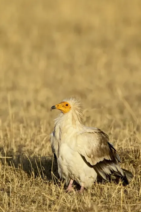 Framed Print : Egyptian vulture (Neophron percnopterus)