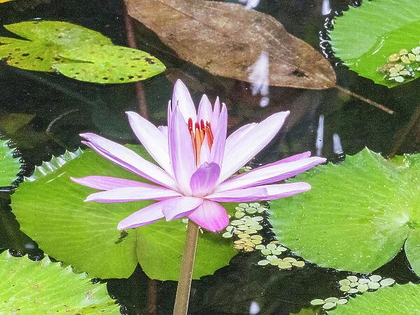 An Egyptian white water-lily (Nymphaea lotus) growing in the rainforest at Playa Blanca, Costa Rica, Central America