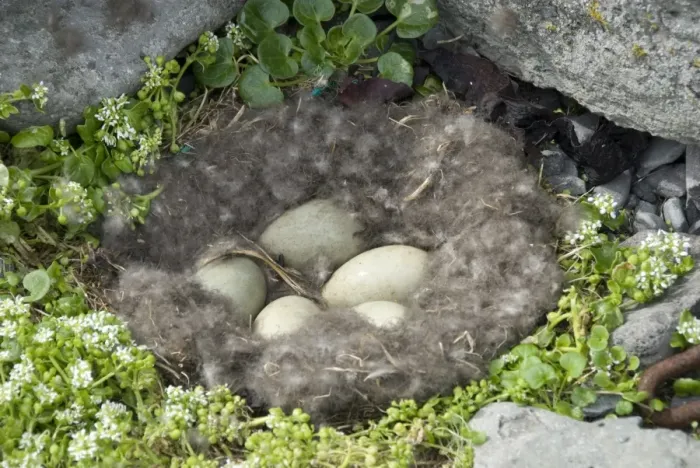 Framed Print : Eider duck eggs in nest made of eider down, Vigur Island, Isafjordur, Iceland Framed Print : Eider duck eggs in nest made of eider down, Vigur Island, Isafjordur, Iceland