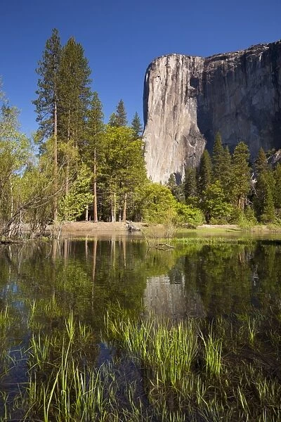 El Capitan, a 3000 feet granite monolith, with the Merced River flowing through the flooded meadows of Yosemite Valley, Yosemite National Park, UNESCO World Heritage Site, Sierra Nevada, California, United States of America