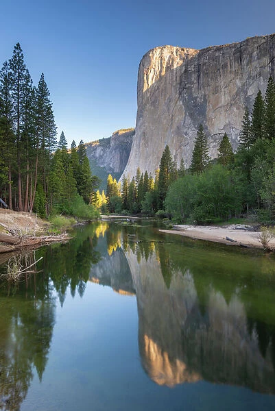 El Capitan reflected in the River Merced at dawn, Yosemite Natiional Park, UNESCO World Heritage Site, California, United States of America, North America